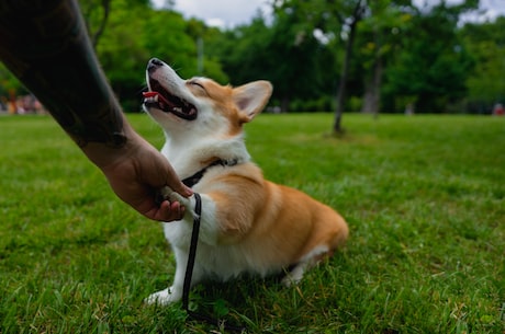 可爱到爆！最受欢迎的家庭宠物——柯基犬！