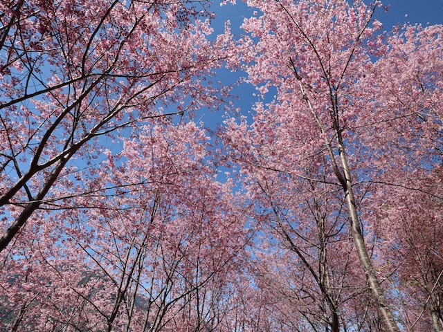 探访马兰村