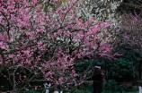 金平梅花开，京郊赏花去！