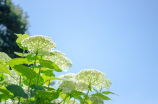 恋空 夏怡然(《恋空 夏怡然》百科解读)